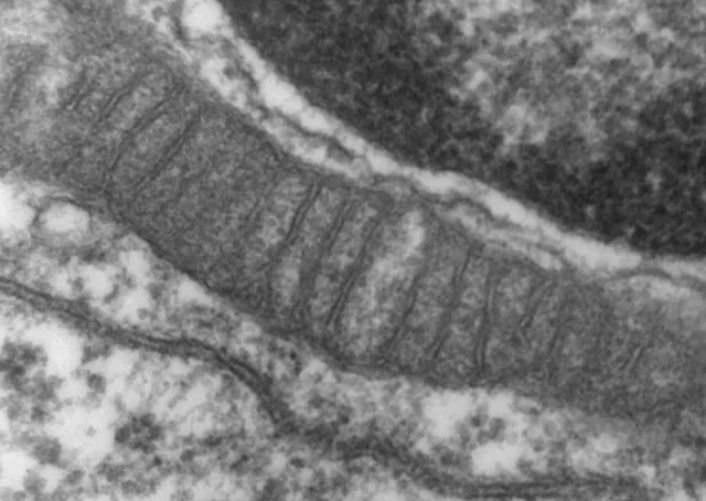 Чёрно-белый снимок: вытянутая митохондрия с двойной оболочкой и множеством поперечных складок внутренней мембраны, справа вверху виден край ядра