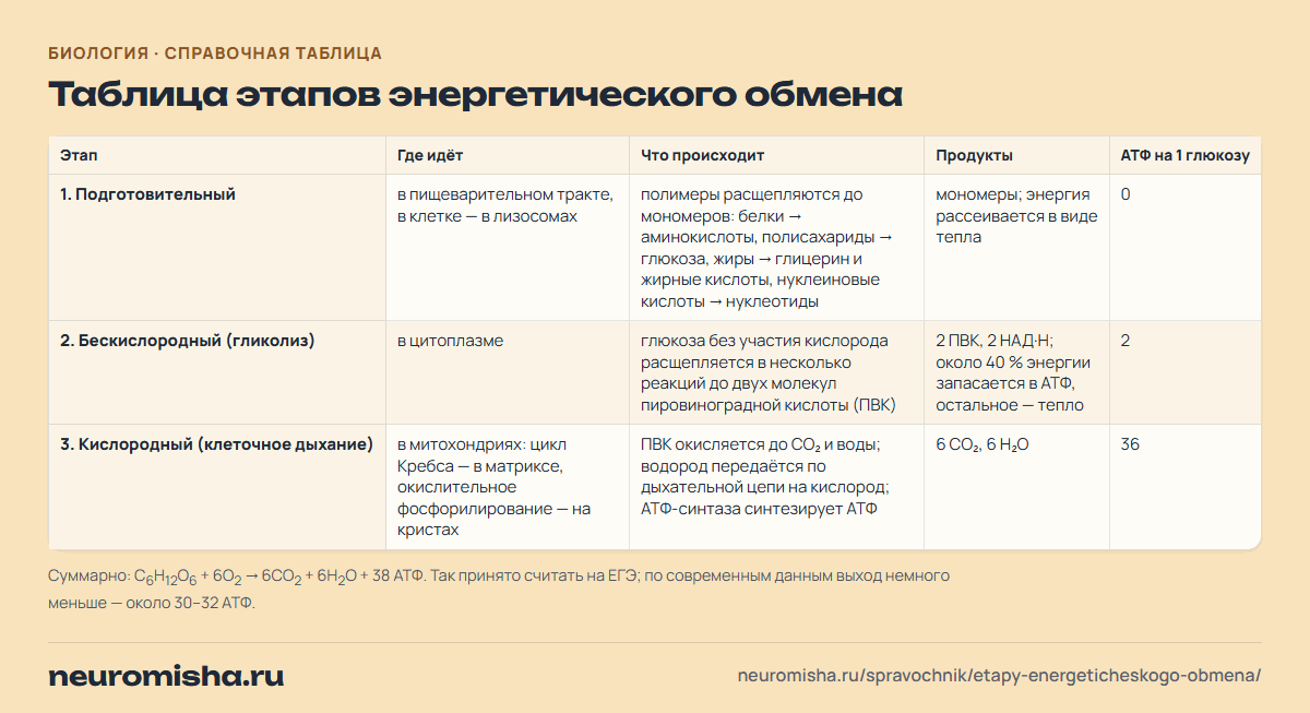 Этапы энергетического обмена: таблица этапов энергетического обмена