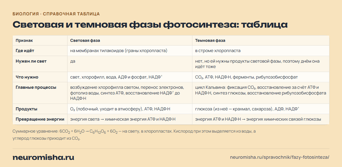 Фазы фотосинтеза — световая и темновая фазы фотосинтеза: таблица