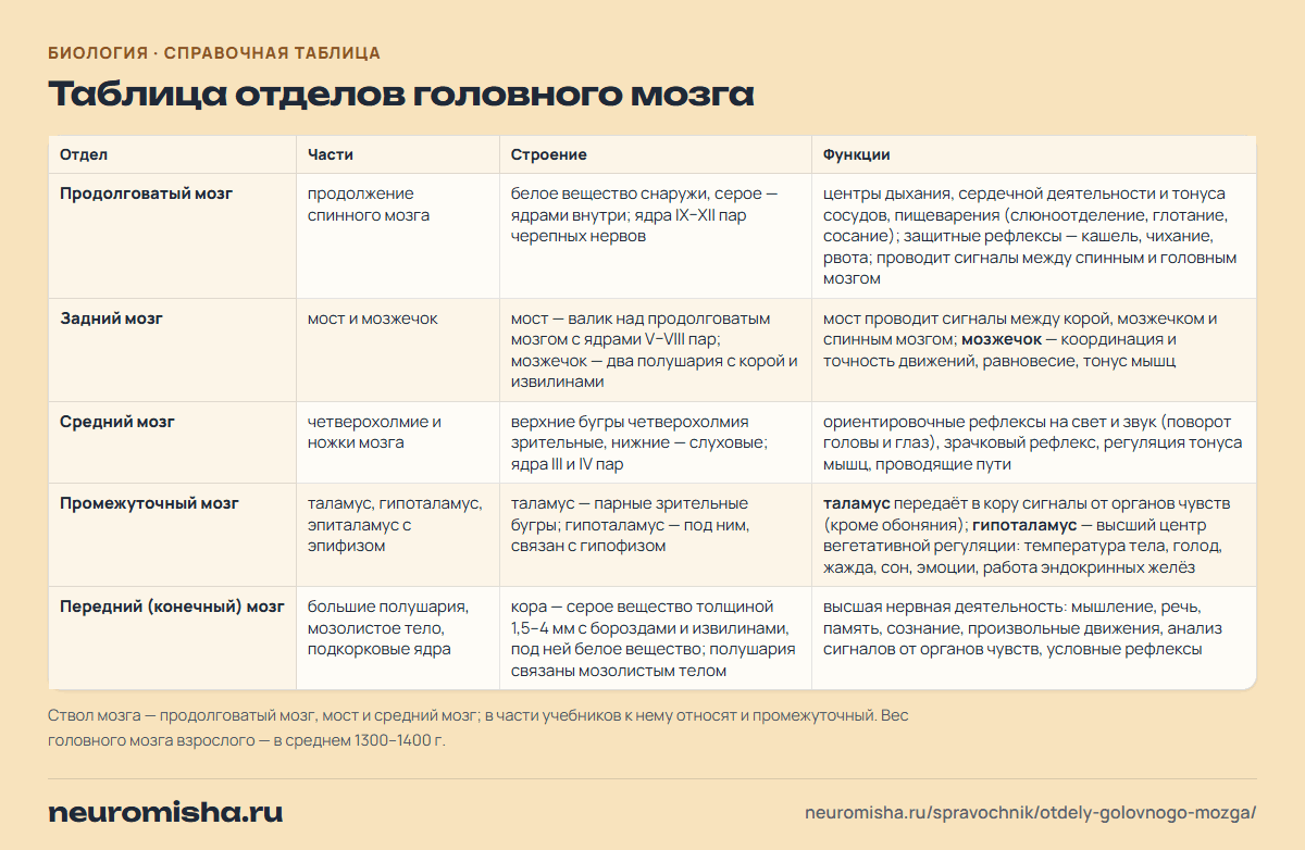 Отделы головного мозга: таблица отделов головного мозга