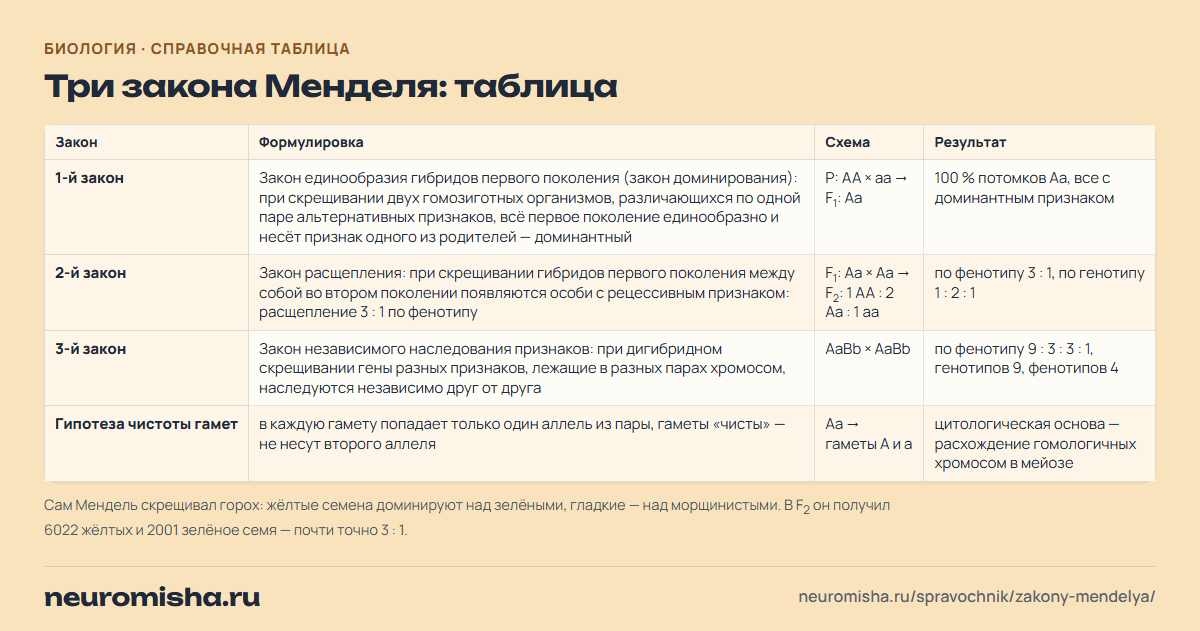 Законы Менделя — три закона Менделя: таблица
